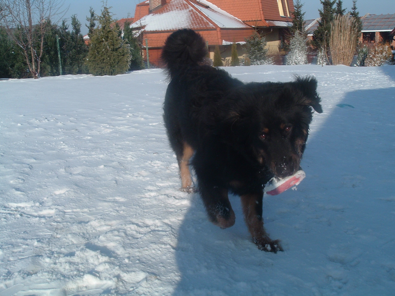 leden 2009 007.jpg