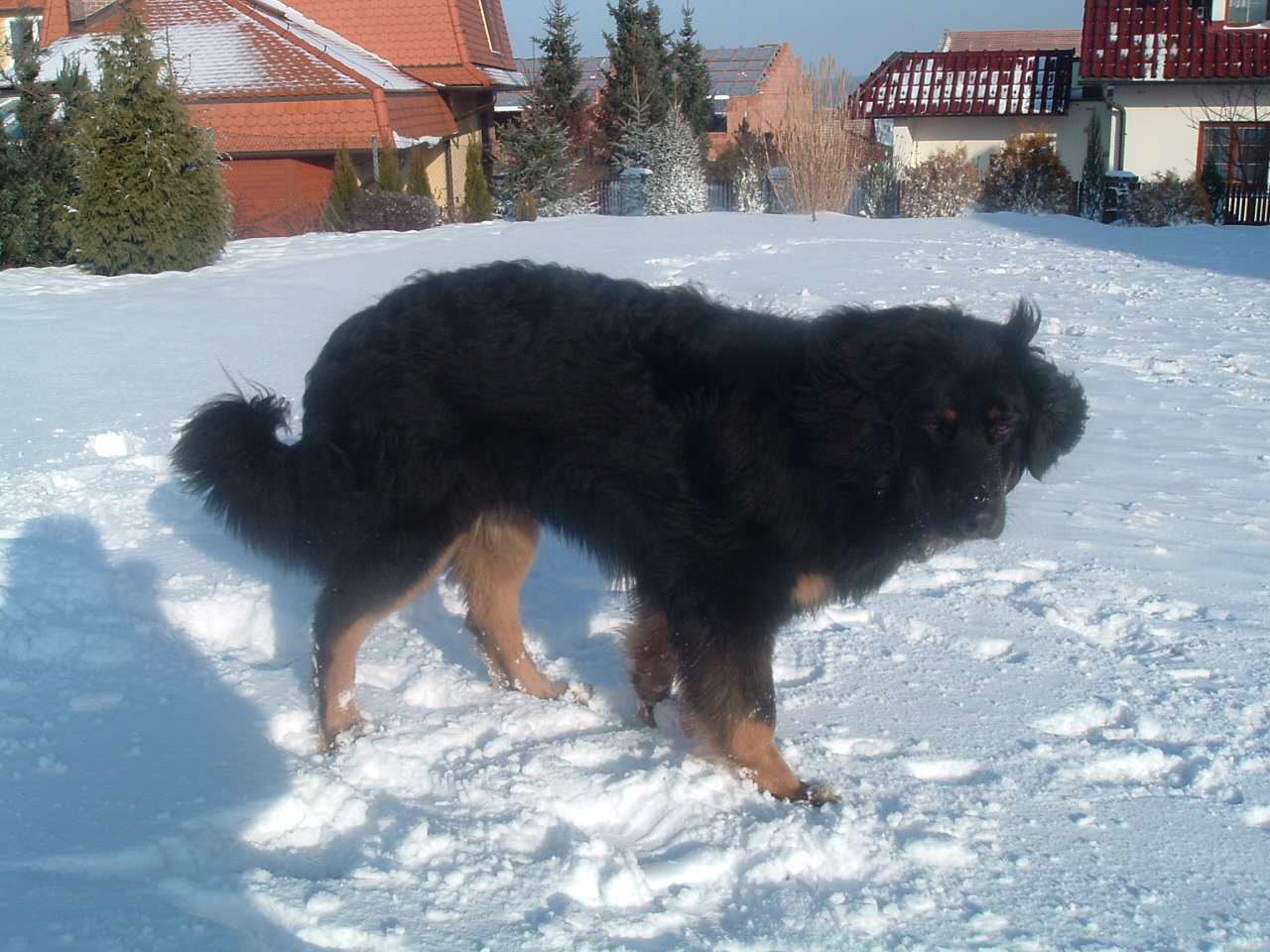 leden 2009 011.jpg