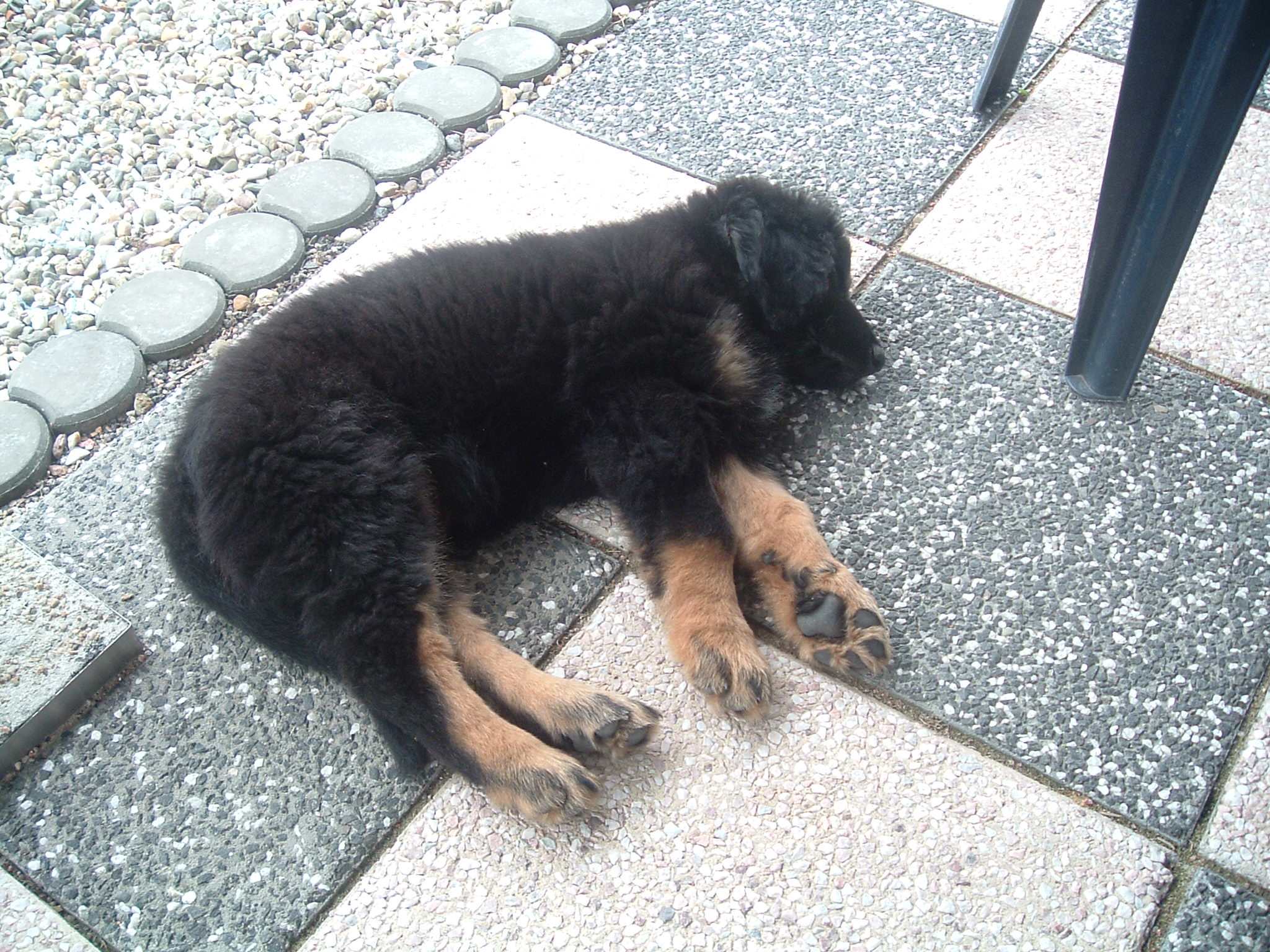 Aramis 002.JPG