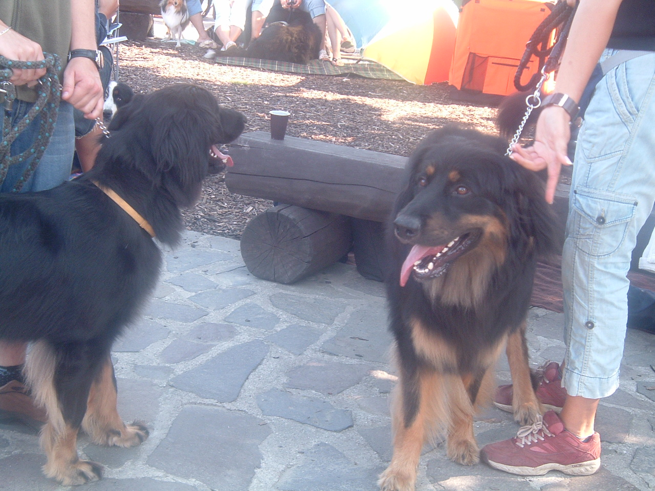DSCF0117.JPG