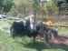 DSCF0927.JPG